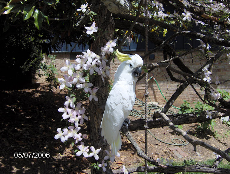 It's a Cockatoo World