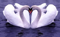 Swan Valentine Cards