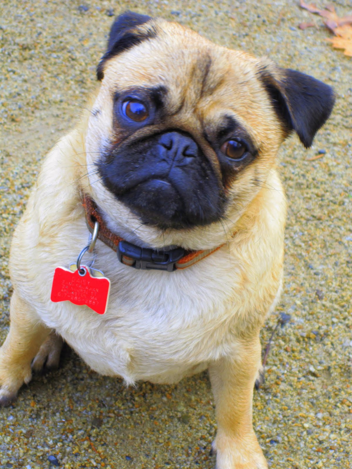 Arliss the Pug Daisy the apricot pug