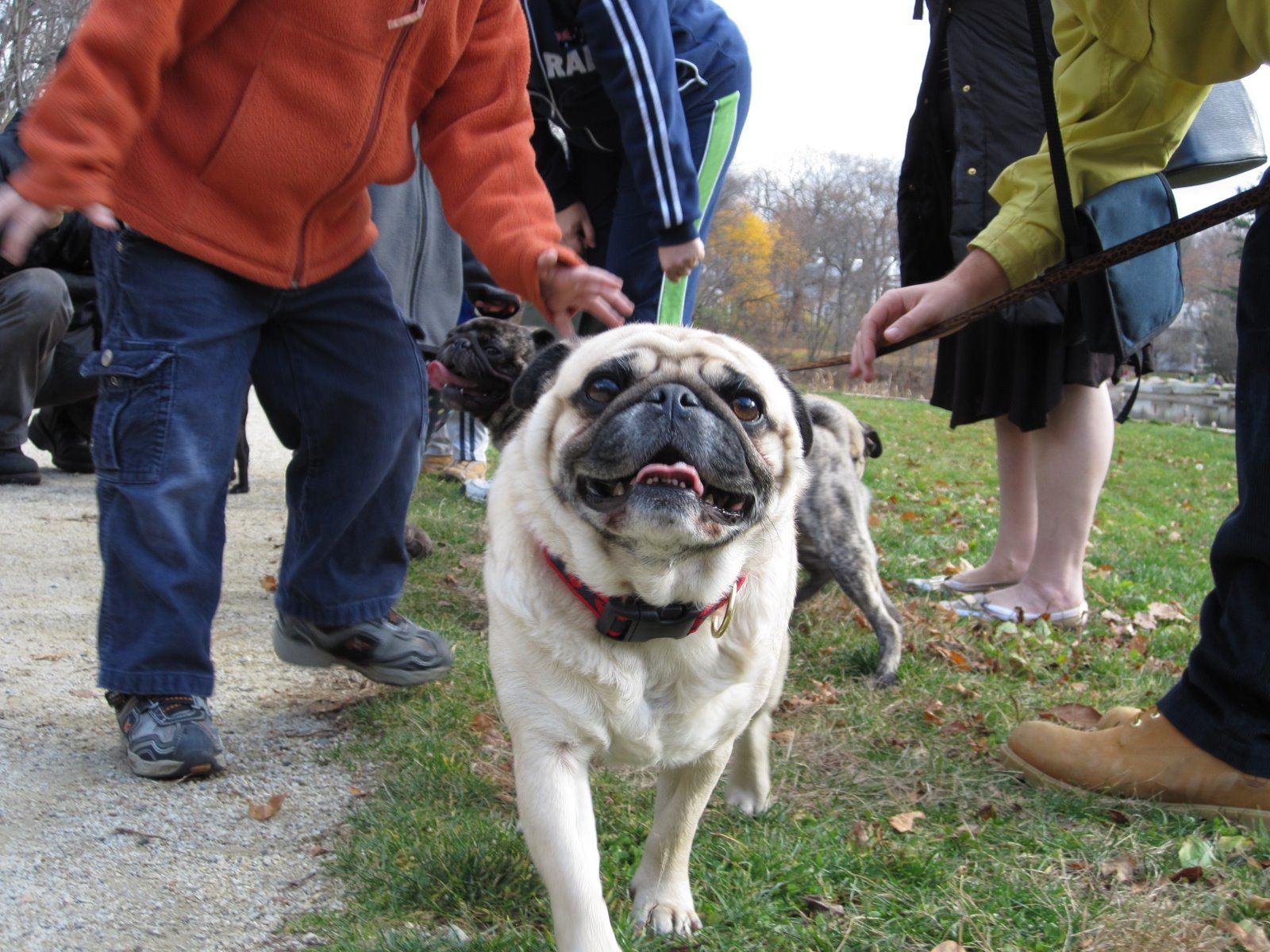 Arliss the Pug Lots of pugs at the park today