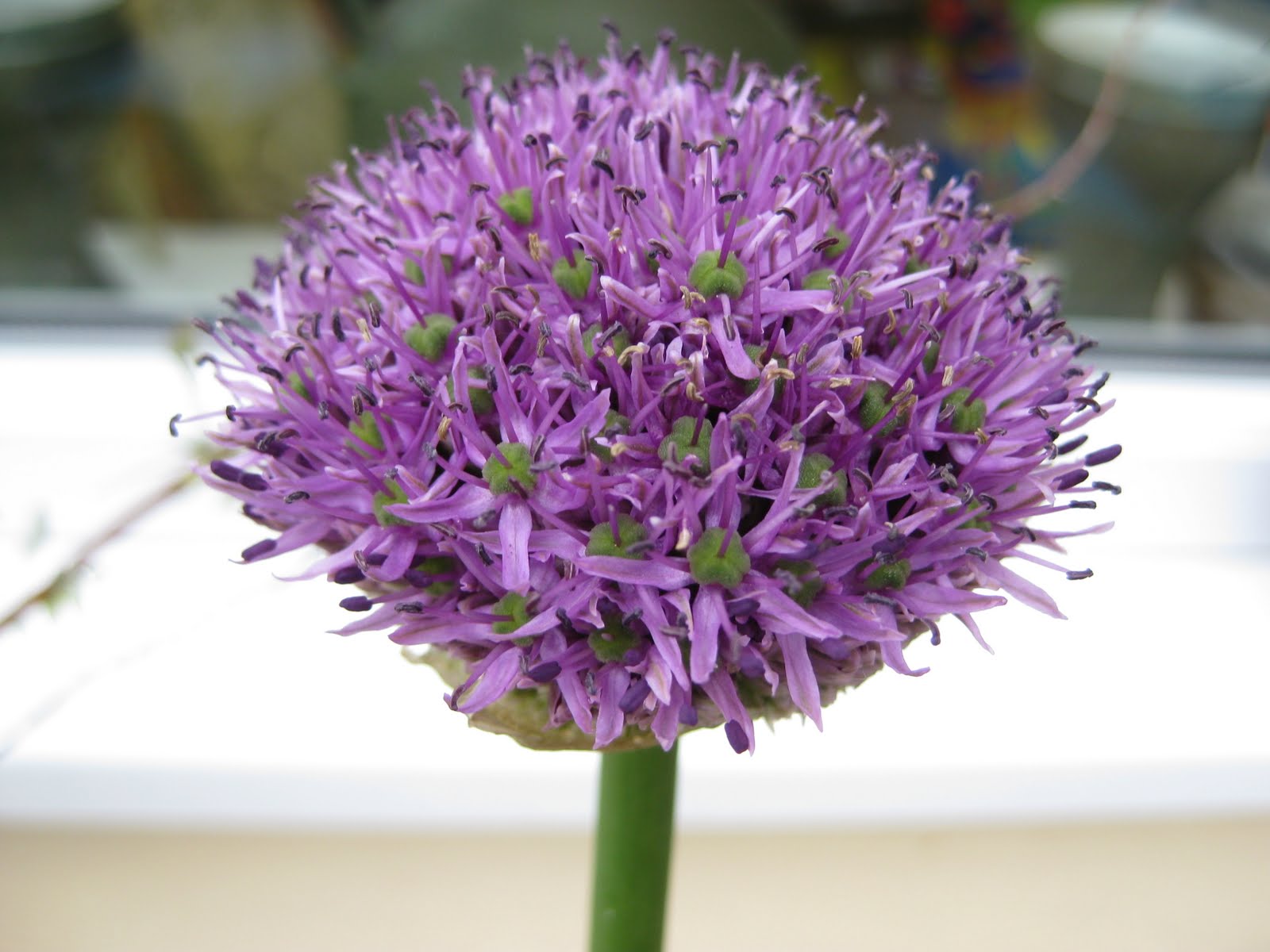 To be a good gardener you need knowledge, time, money and enthusiasm