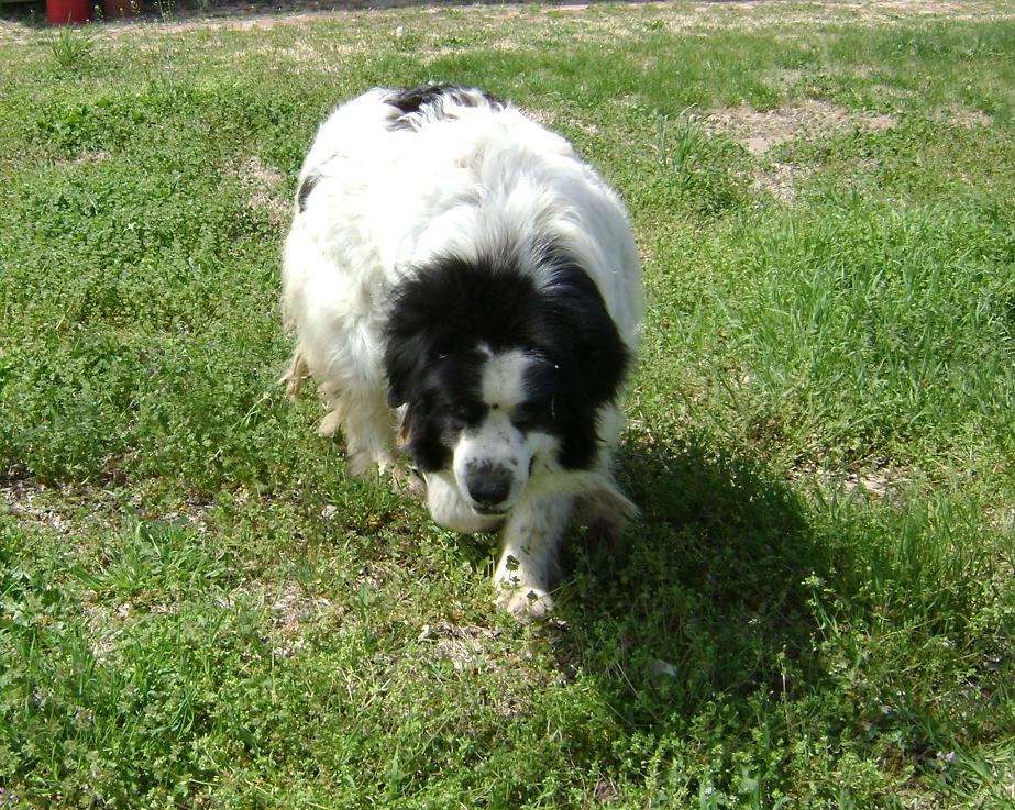 Rose Valley Ranch How to Shave a Great Pyrenees