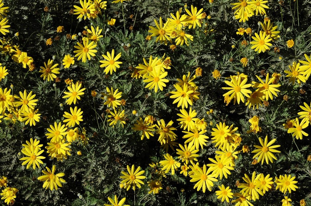 [euryops+pectinatus_1024x680.jpg]