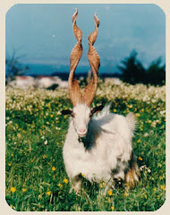 Capra girgentana