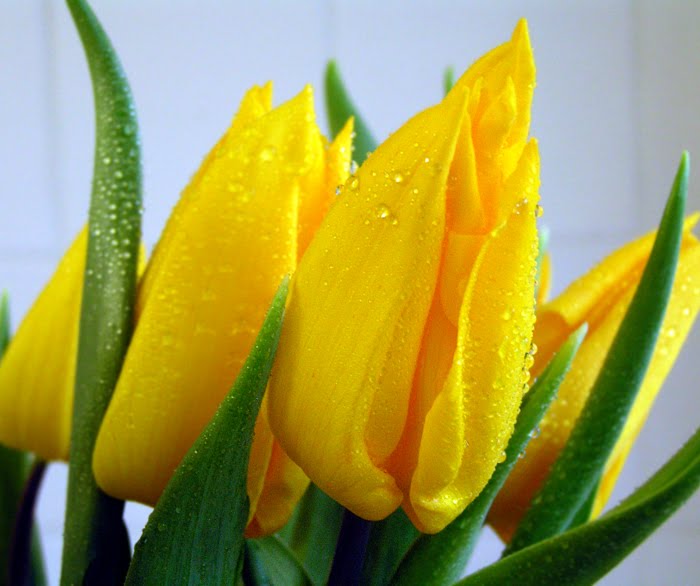 [Yellow-Tulips.jpg]