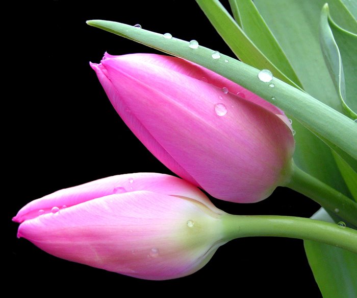 [Pink-Tulips.jpg]