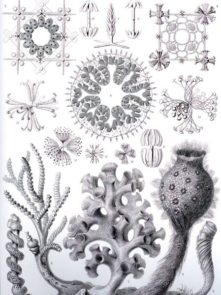 [Earnest-Haeckel-Nature-1.jpg]