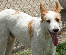 PODENCOS EN ADOPCIÓN