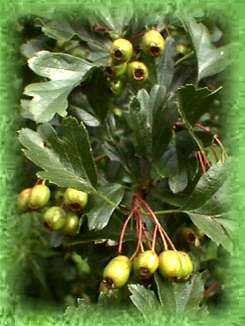 [ALIÇ+BİTKİSİ.jpg]