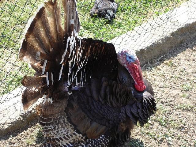 [el+pavo.jpg]