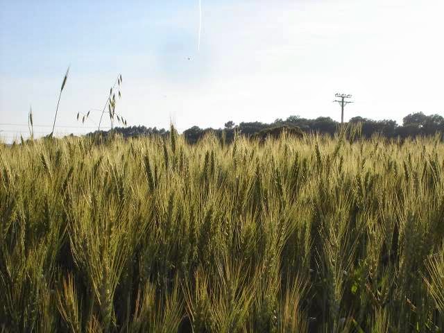 [corsa+mayo+2007+012.jpg]