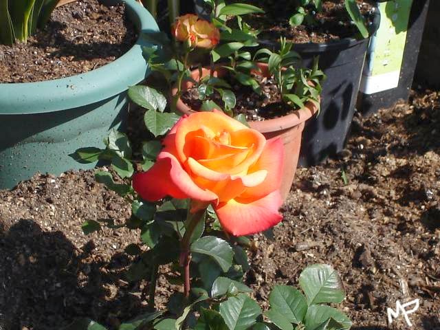 [sant+jordi+006.jpg]