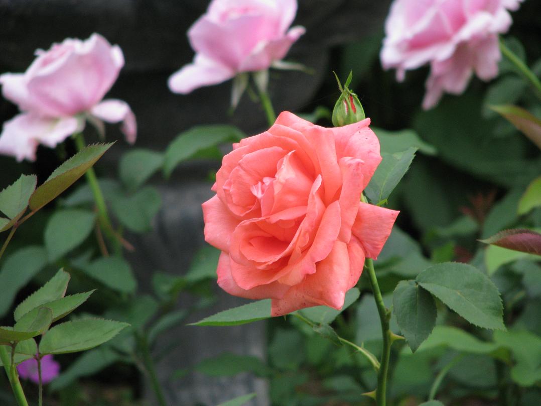 Midtown Backyard Roses