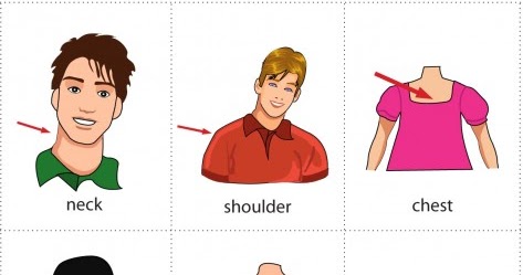шея картинка для детей. шея по английски. части тела на английском для детей. шея рисунок для детей. шея картинка для детей.