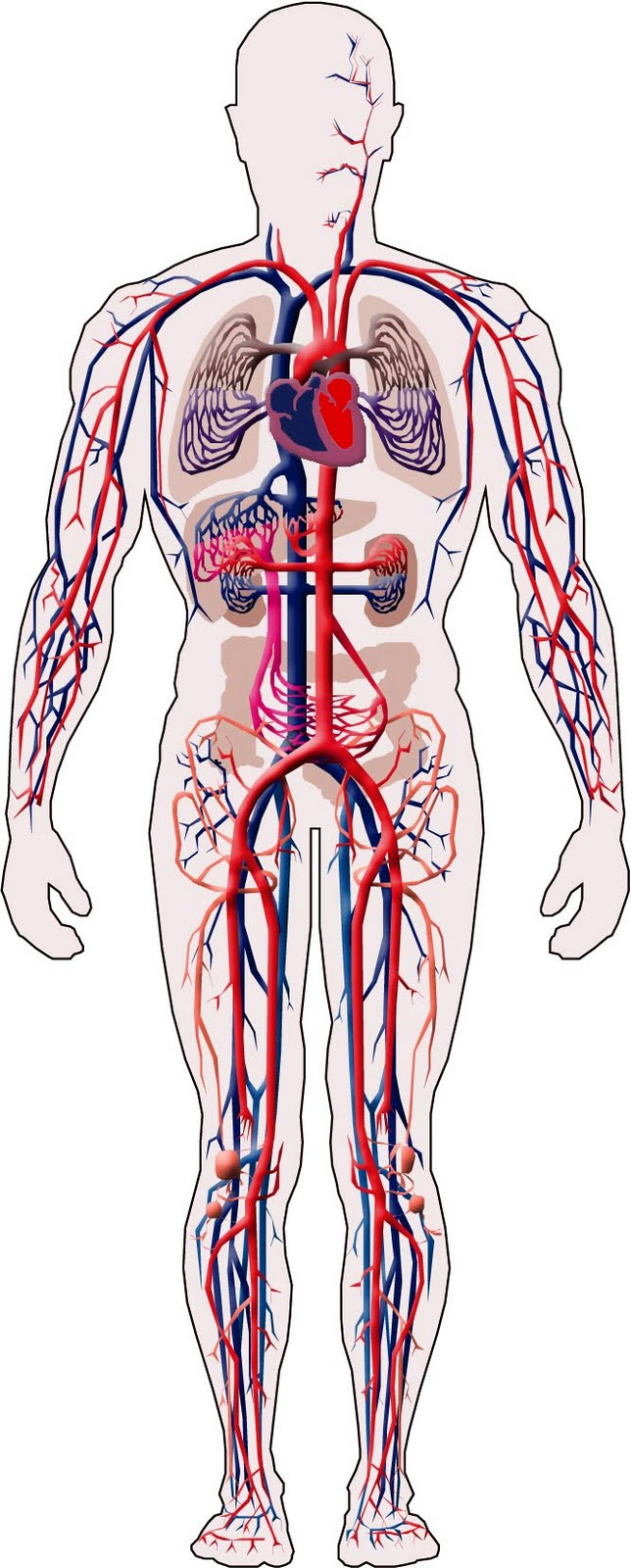 EL FUNCIONAMIENTO DEL SER VIVO EL SISTEMA CIRCULATORIO EL FUNCIONAMIENTO DEL SER VIVO EL SISTEMA CIRCULATORIO