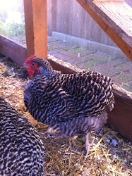 my time at portia chicken coop 16