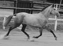 KATI VIII P.R.E Young Mare