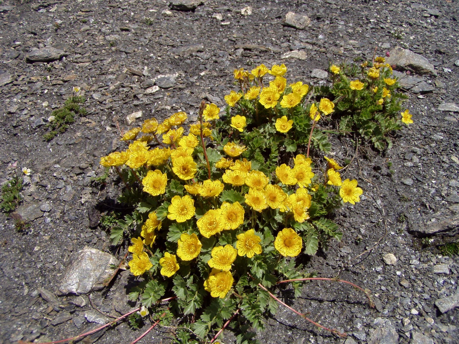 Descubra 48 kuva fleurs jaunes montagne - Thptnganamst.edu.vn