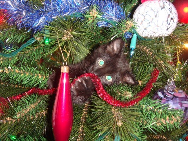 [Ozzie+in+the+Christmas+tree.jpg]