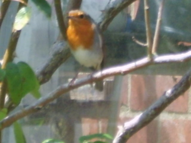 [Robin+looking+for+fledgling.JPG]