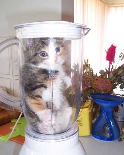 Cat In A Blender