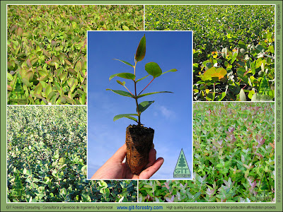 GITForestry-Eucalyptus-forestry.jpg