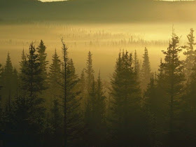 bosque-cubierto-por-la-niebla