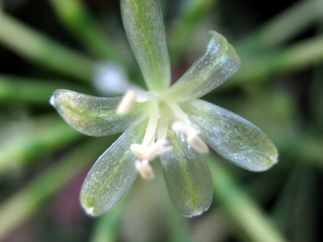 Japanese Bamboo Flowers