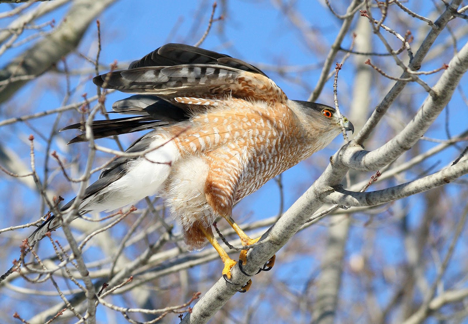 Cooper's Hawk in Waterloo, ON Travels With Birds