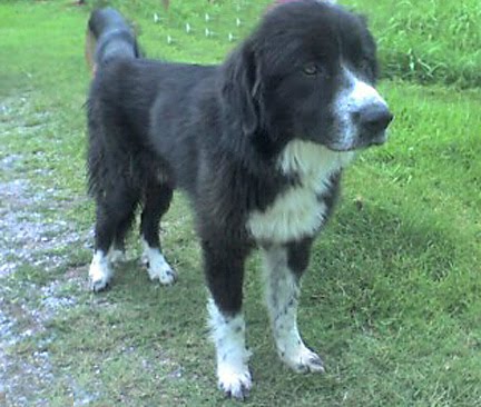 border collie newfoundland mix border collie newfoundland mix
