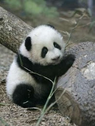 panda.jpg