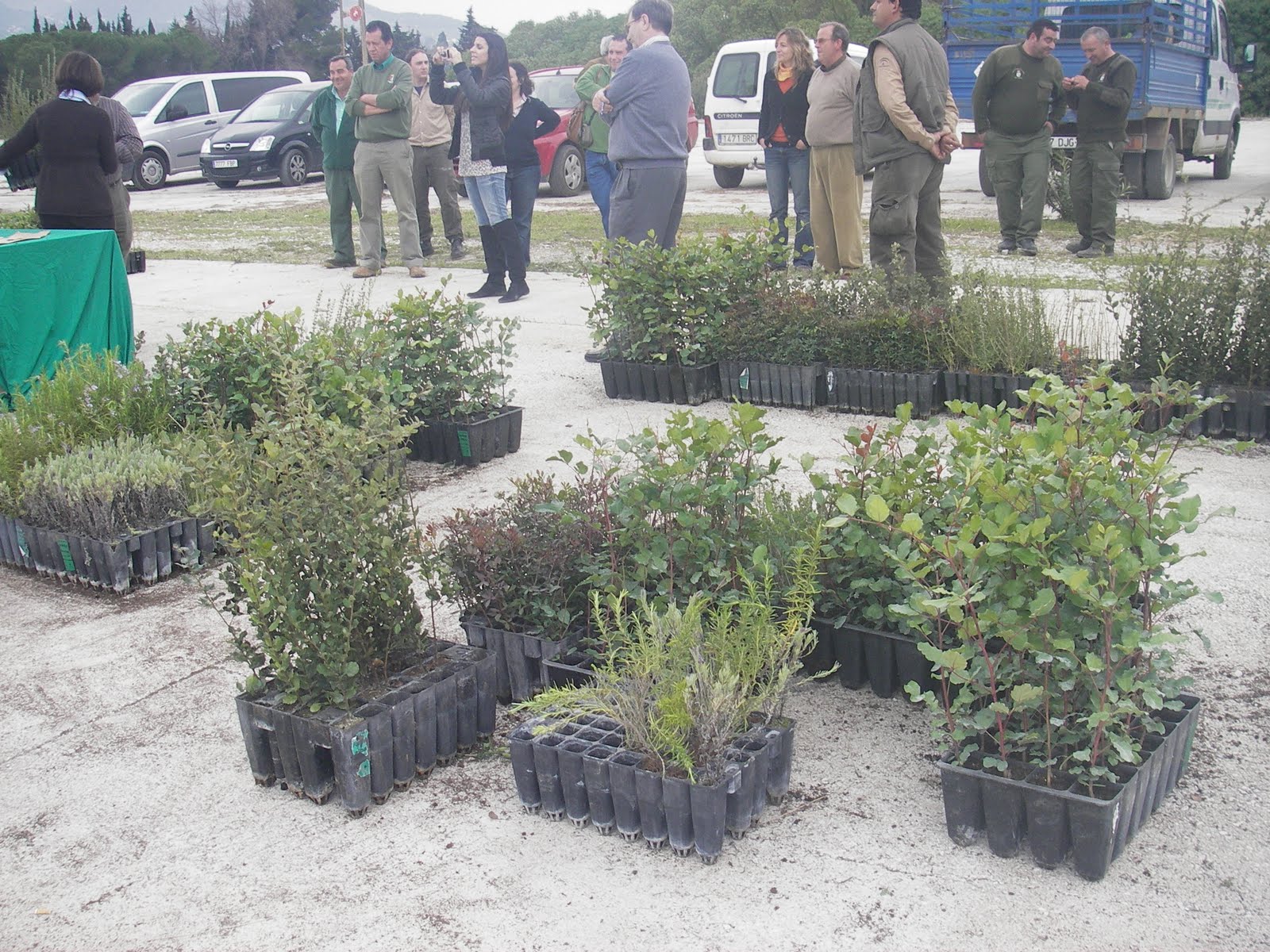 Aulaga Entrega de plantones en el Vivero de la Junta de AndalucíaMálaga