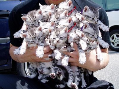 many-cats.jpg