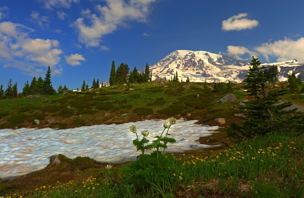 Visit Rainier Mt. Rainier Entrance Fees to be Waived on Veterans Day
