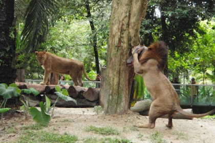Gambar Haiwan Di Zoo / BLOG CIKGU NAZURA AHMAD: Lagi Gambar-Gambar Di Zoo Negara : Hewan pembawa keberuntungan / hoki.
