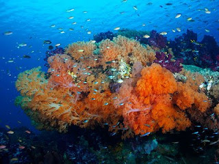 Raja Ampat Papua Barat Indonesia : Sejarah, Mitos, Asal Usul dan Kekayaan-nya Raja Ampat Papua Barat Indonesia : Sejarah, Mitos, Asal Usul dan Kekayaan-nya