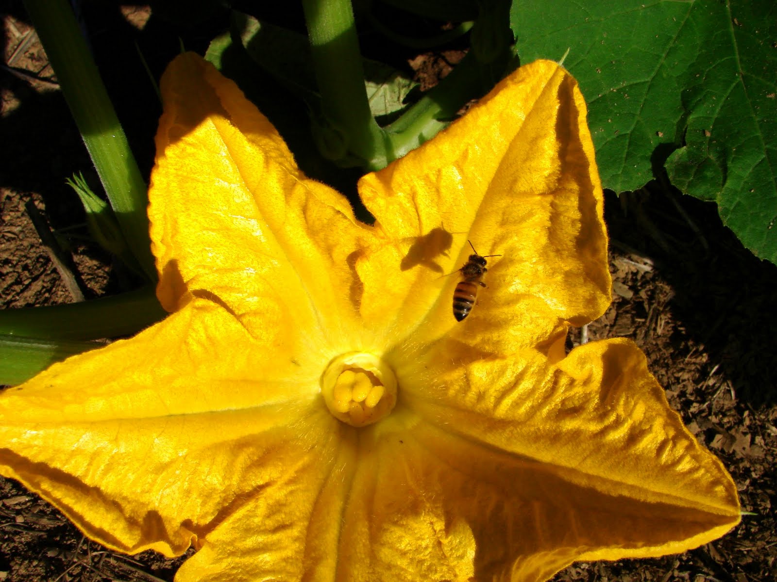 HONEY BEES AN ADVENTURE The Pumpkins and the Honey Bees Their Story