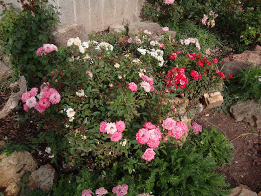 Colorful Miniature Roses in the Front Bed