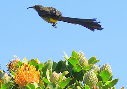 sugarbird cape bhoops ajay bird poetry