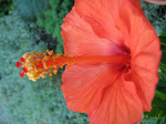 Red Hibiscus - Hibiscus rosu