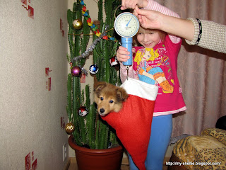 Здравствуй Новый Год Собаки