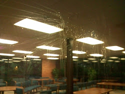 bird against crash glass window subway fatal death digital