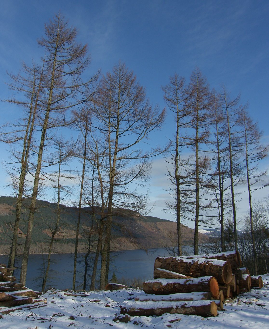 [Winter+Photograph+Trees+Scotland.jpg]