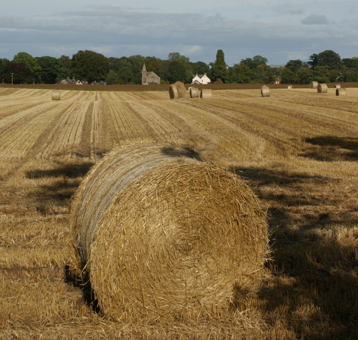 [Photograph+Barley+Harvesting+Kettins+Scotland.jpg]