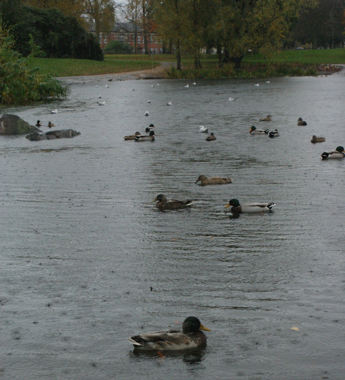 [November+1st+Day+Photograph+Ducks+Scotland.jpg]