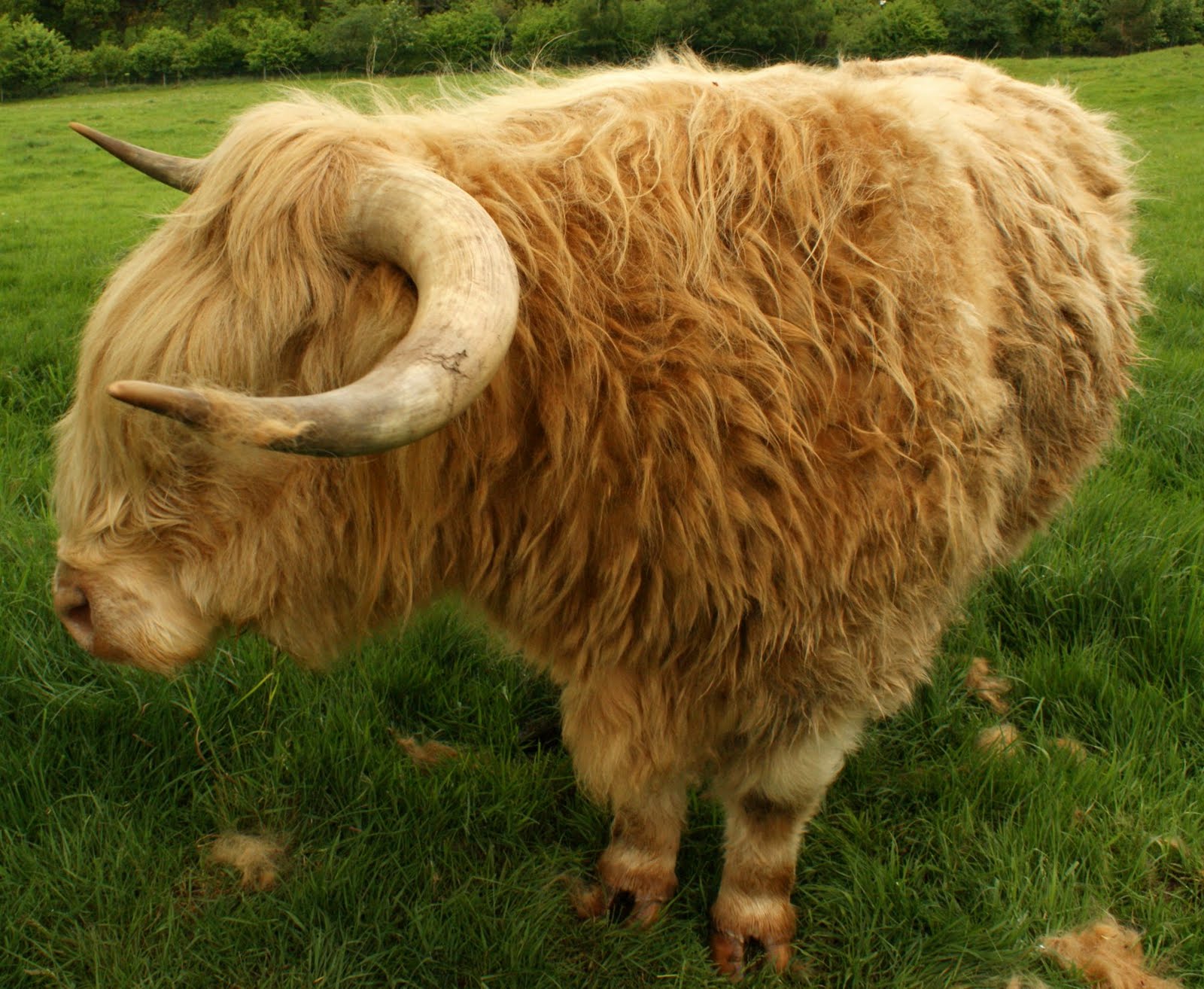 scottish highland cattle