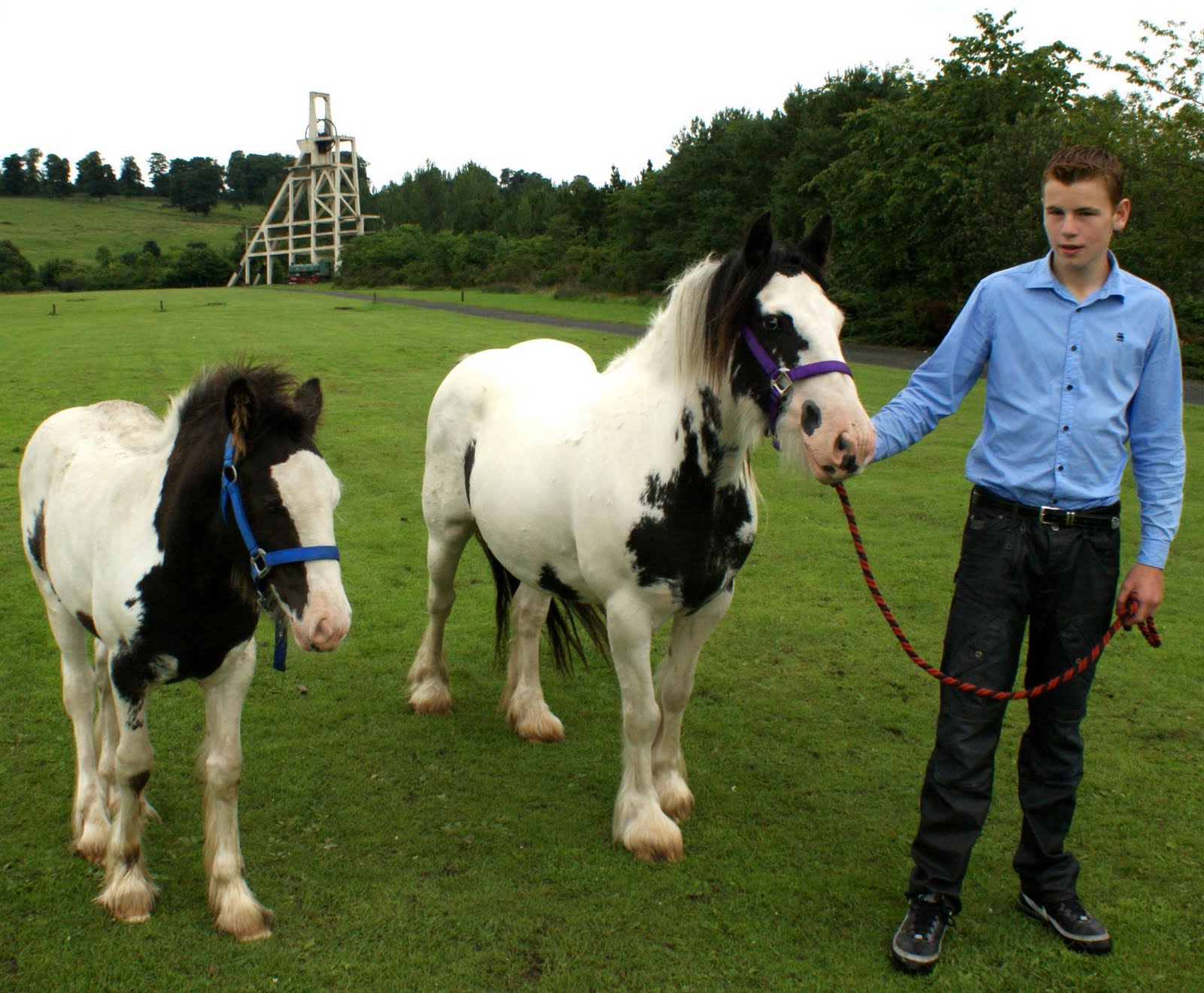 Tour Scotland August 7th Photograph Cob Horses Scotland Tour Scotland August 7th Photograph Cob Horses Scotland