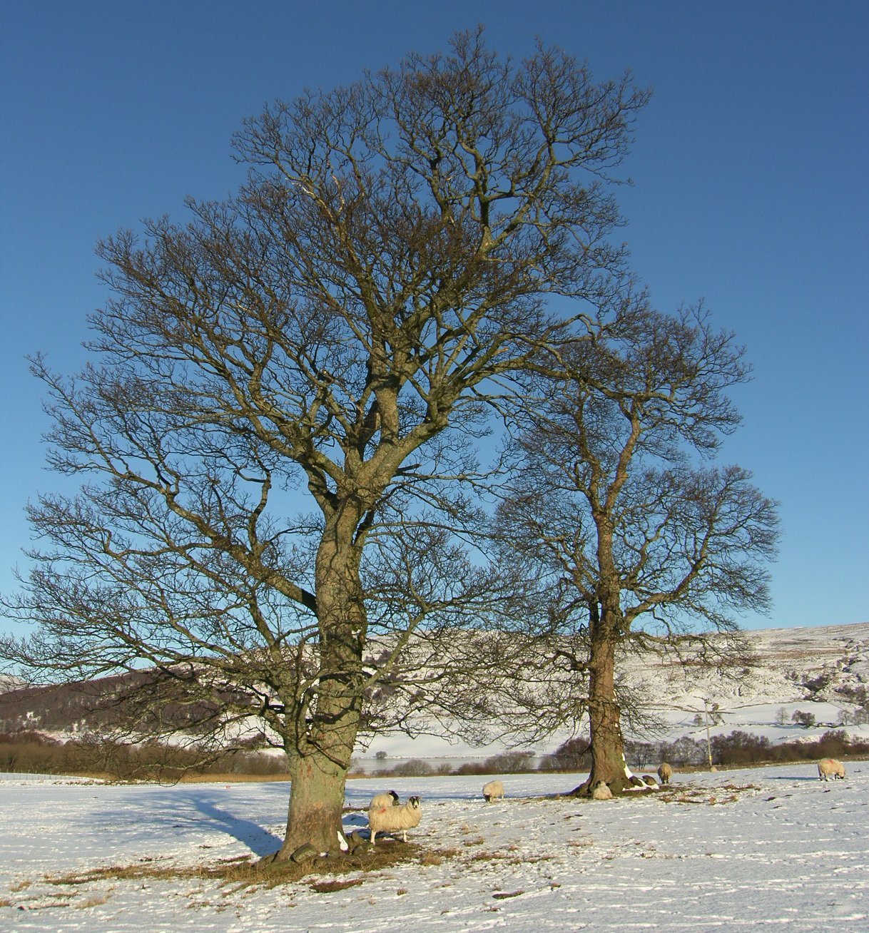 Tour Scotland Tour Scotland Winter Photograph Trees Glen Quaich