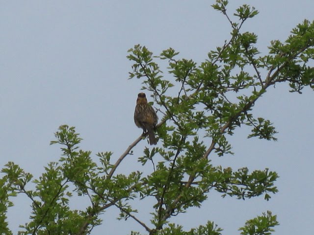 [IMG_0138.jpg]