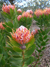 Protea in Kirstenbosch